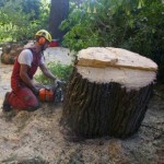 Удаление пня большого дерева