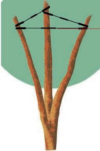 система кобра для деревьев