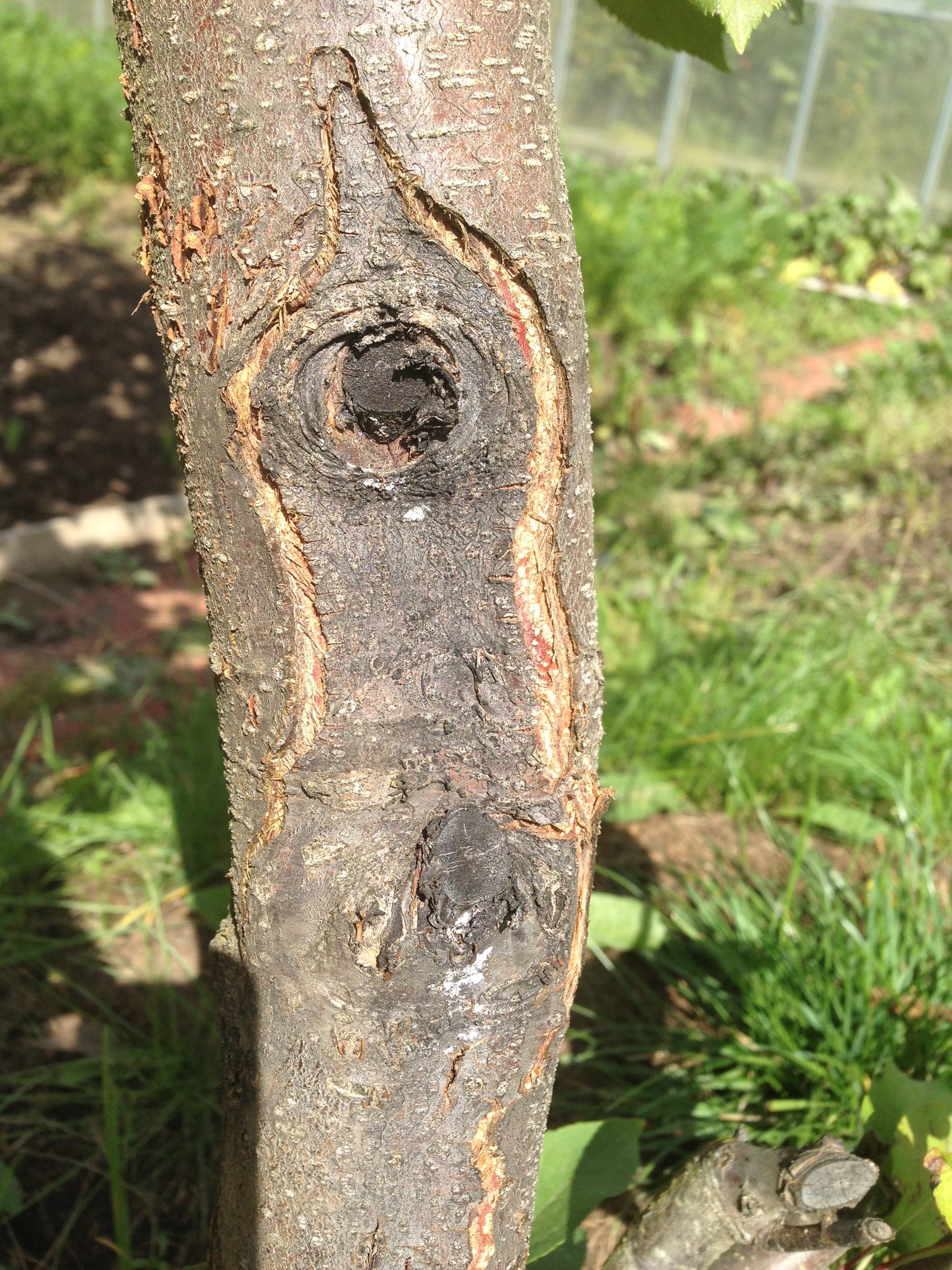 Повреждения коры плодовых деревьев и их лечение с фото